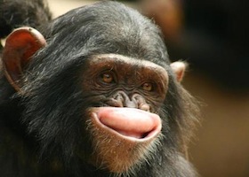 Aap (chimpansee)